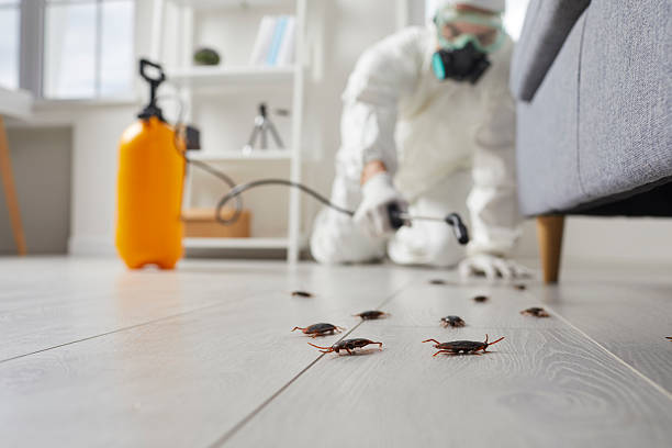 Post-Treatment Bed Bug Interceptor Monitoring in San Ramon